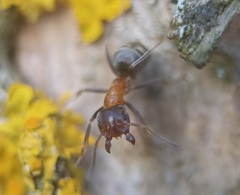 Liometopum microcephalum