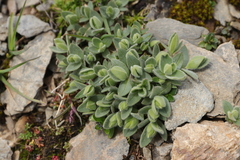 Cerastium latifolium