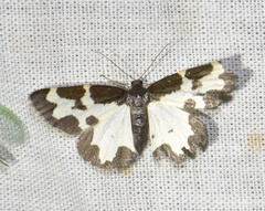 Lomaspilis marginata