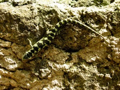 Abronia taeniata