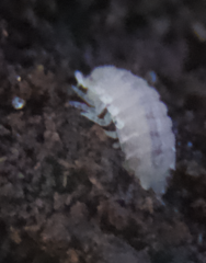 Haplophthalmus danicus