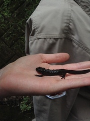 Cynops pyrrhogaster