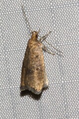 Psilocorsis reflexella