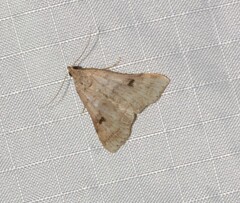 Bleptina caradrinalis