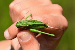 Decticus verrucivorus verrucivorus