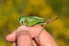 Decticus verrucivorus verrucivorus