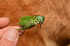 Decticus verrucivorus verrucivorus