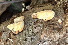 Merulius tremellosus