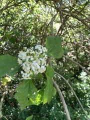 Montanoa tomentosa