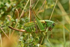 Decticus verrucivorus verrucivorus