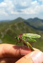 Decticus verrucivorus verrucivorus