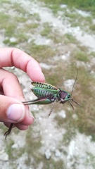 Decticus verrucivorus verrucivorus