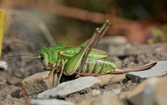 Decticus verrucivorus verrucivorus