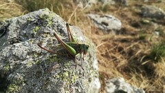 Decticus verrucivorus verrucivorus