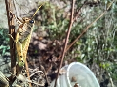 Diponthus argentinus