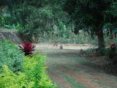 Chlorocebus pygerythrus hilgerti