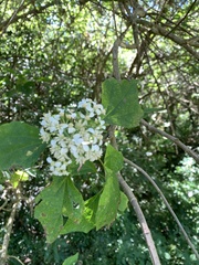 Montanoa tomentosa