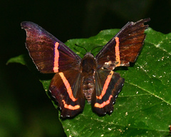 Ancyluris meliboeus
