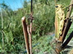 Diponthus argentinus