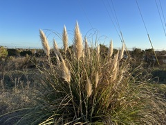 Cortaderia selloana