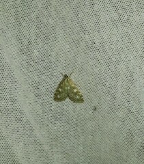 Udea olivalis