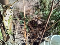 Diponthus argentinus