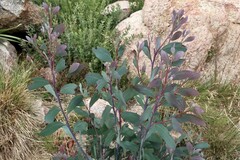 Eucalyptus pauciflora