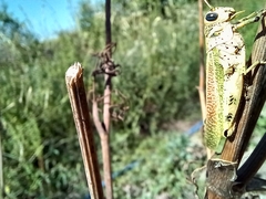 Diponthus argentinus