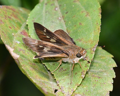 Nyctelius nyctelius