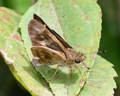 Nyctelius nyctelius