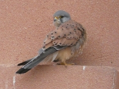 Falco tinnunculus