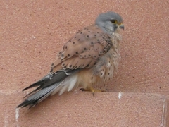 Falco tinnunculus