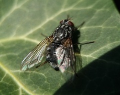 Diptera