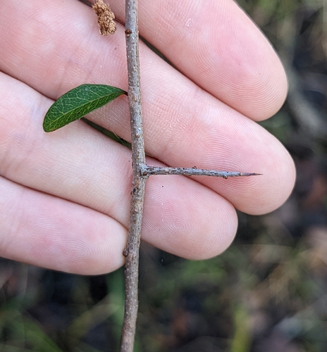 Image of Sideroxylon reclinatum by no rights reserved