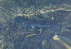 Ictalurus lupus