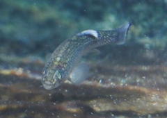 Cyprinodon elegans