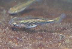 Gambusia nobilis