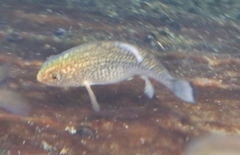 Cyprinodon elegans