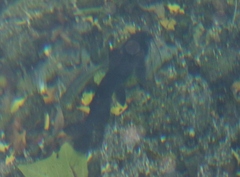 Ictalurus lupus