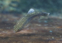 Cyprinodon elegans