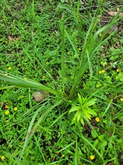 Paspalum paniculatum