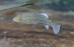 Cyprinodon elegans