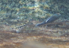 Cyprinodon elegans