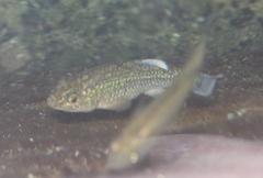 Cyprinodon elegans
