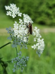 Empis tessellata