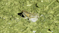 Microhyla mukhlesuri