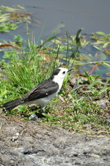 Fluvicola albiventer