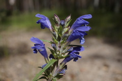 Dracocephalum ruyschiana