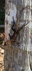 Anolis gundlachi