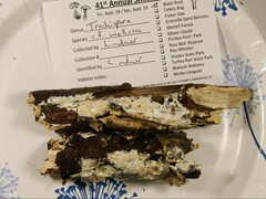 Trechispora mollusca